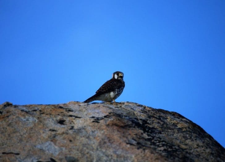 batu_fauna