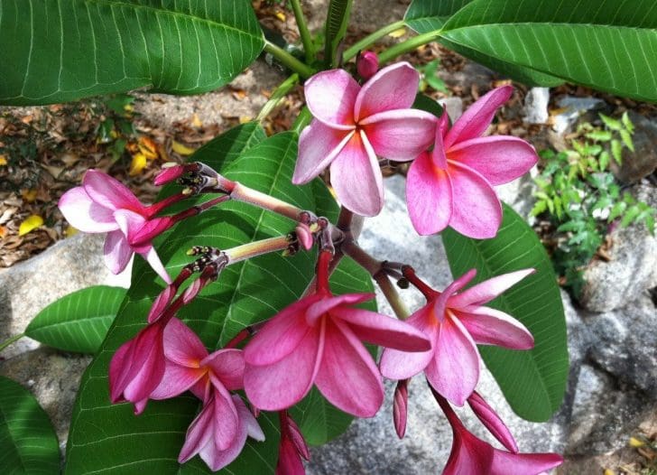 batu_flora
