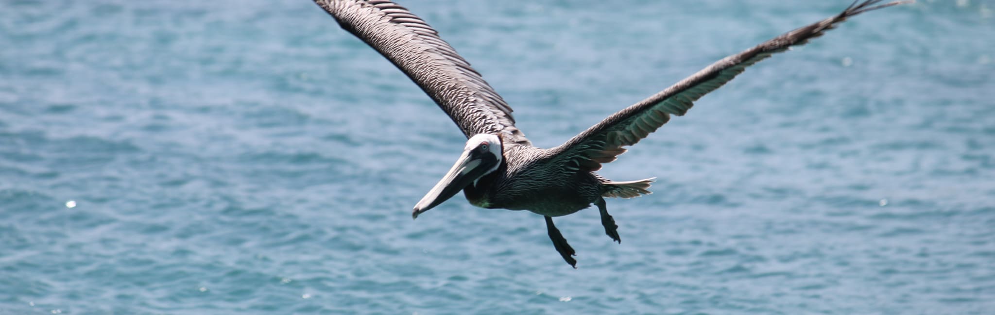 batu_hero_sightseeing pelican flying above the ocean outside batu villa